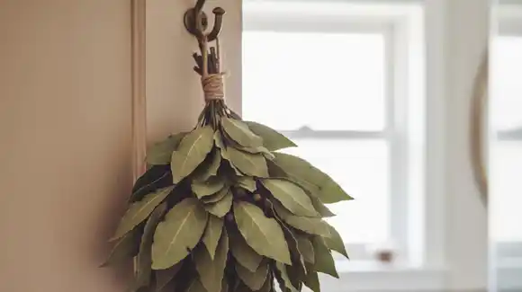 Colgar hojas de laurel en la puerta del baño: por qué recomiendan hacerlo