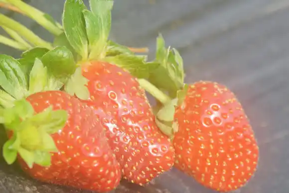 “Horticultura consciente, cosecha de futuro”