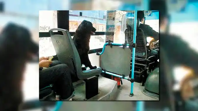 En Rosario, los perros podrán viajar en colectivo y taxi