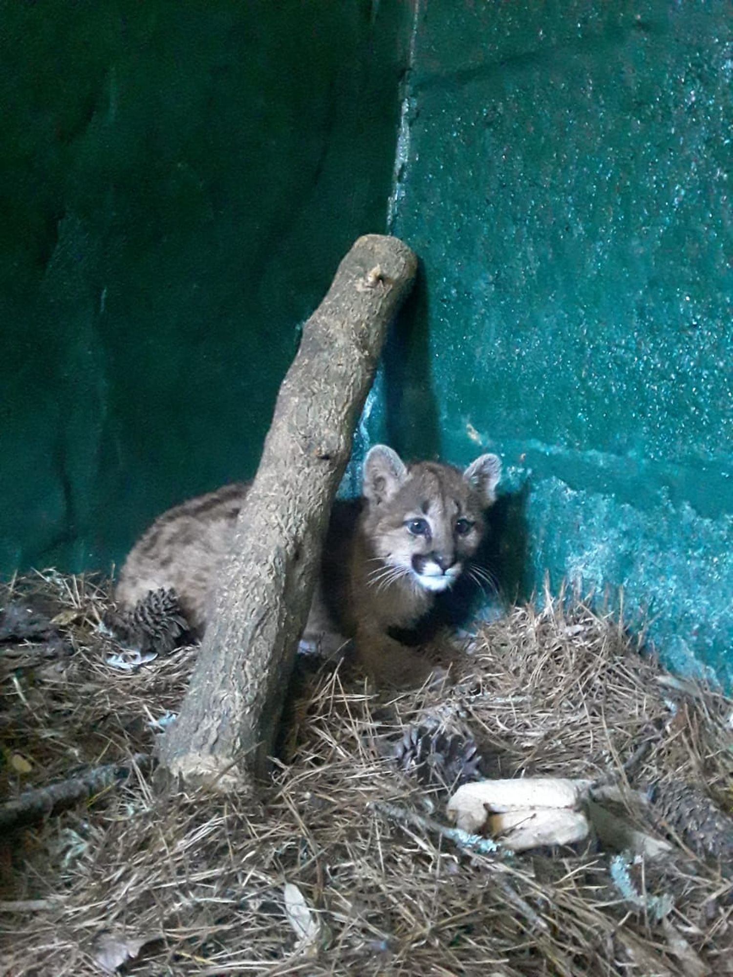 Encontraron un cachorro de puma en el centro de Necochea y lo trasladaron de urgencia a Granja Los Pibes