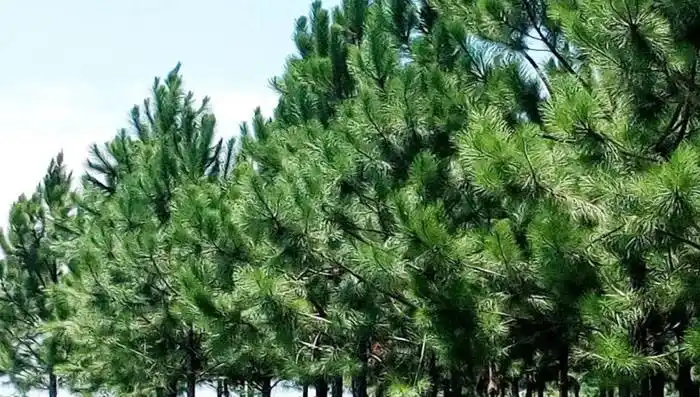 Entregan 13 millones de pesos a productores forestales para la plantación u otra labor