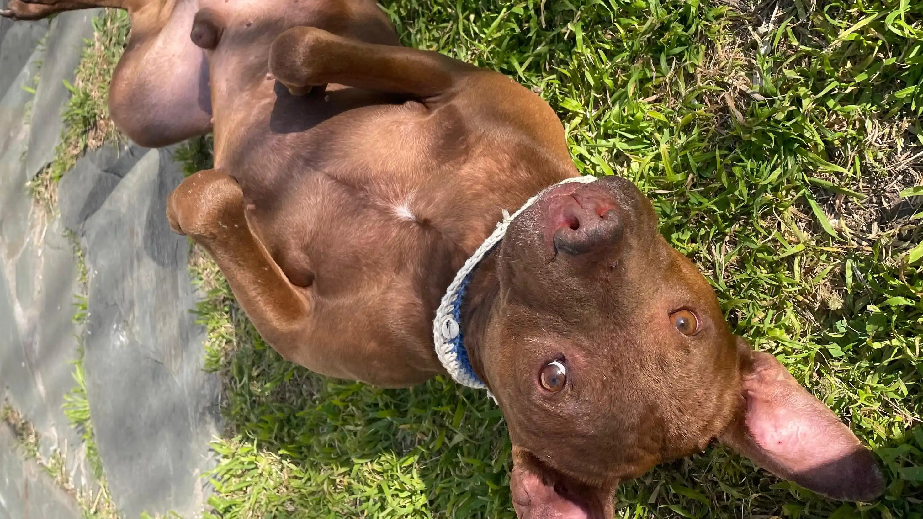Se renuevan las ubicaciones de los quirófanos móviles para mascotas en Mar del Plata