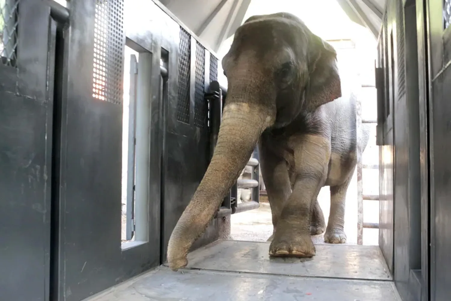 Murió Pocha, la elefanta mendocina que había sido llevada a un santuario en Brasil