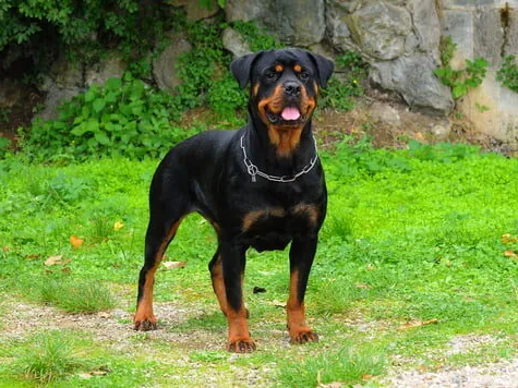 Una niña de 2 años fue atacada por un rottweiler en su casa y quedó internada en estado reservado