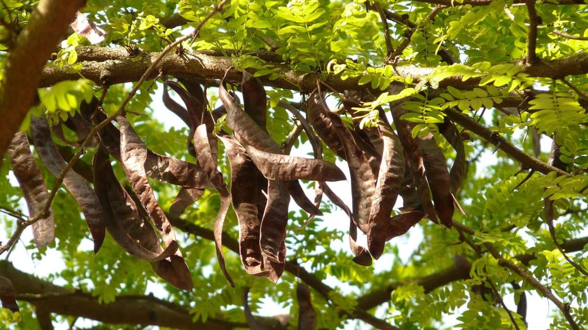 Hoy es el día del árbol entrerriano