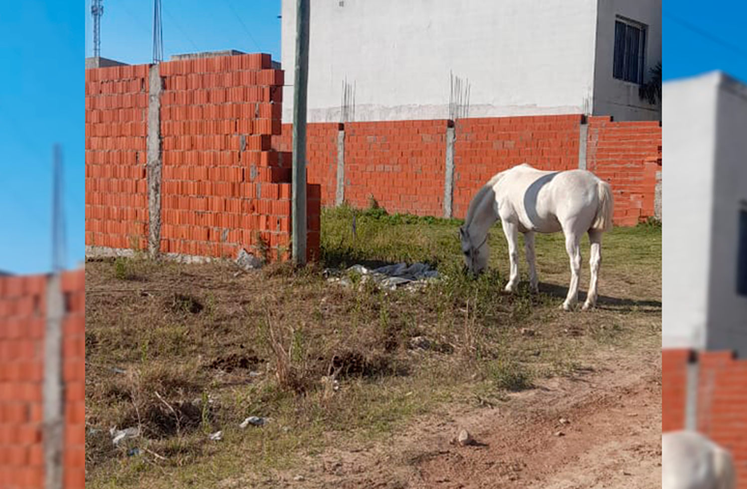Dos días al sol y sin agua