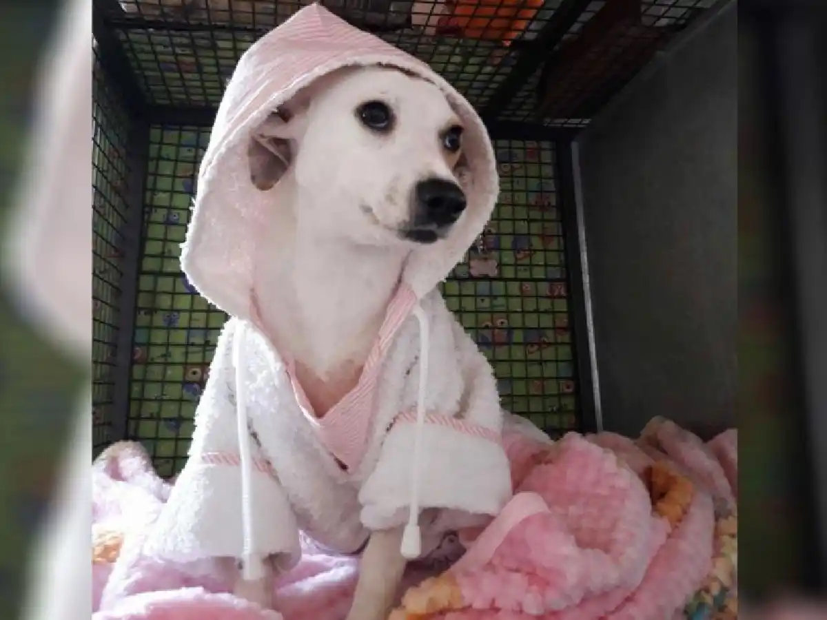 Final feliz para Rosita, la perra despellejada: está fuera de peligro y tiene 300 posibles adoptantes