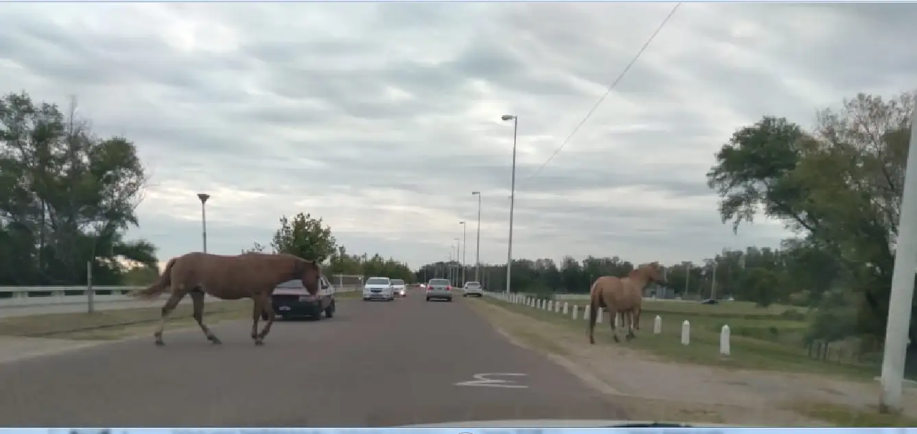 Caballos sueltos en la vía pública: presentaron un proyecto para solucionar esta peligrosa problemática