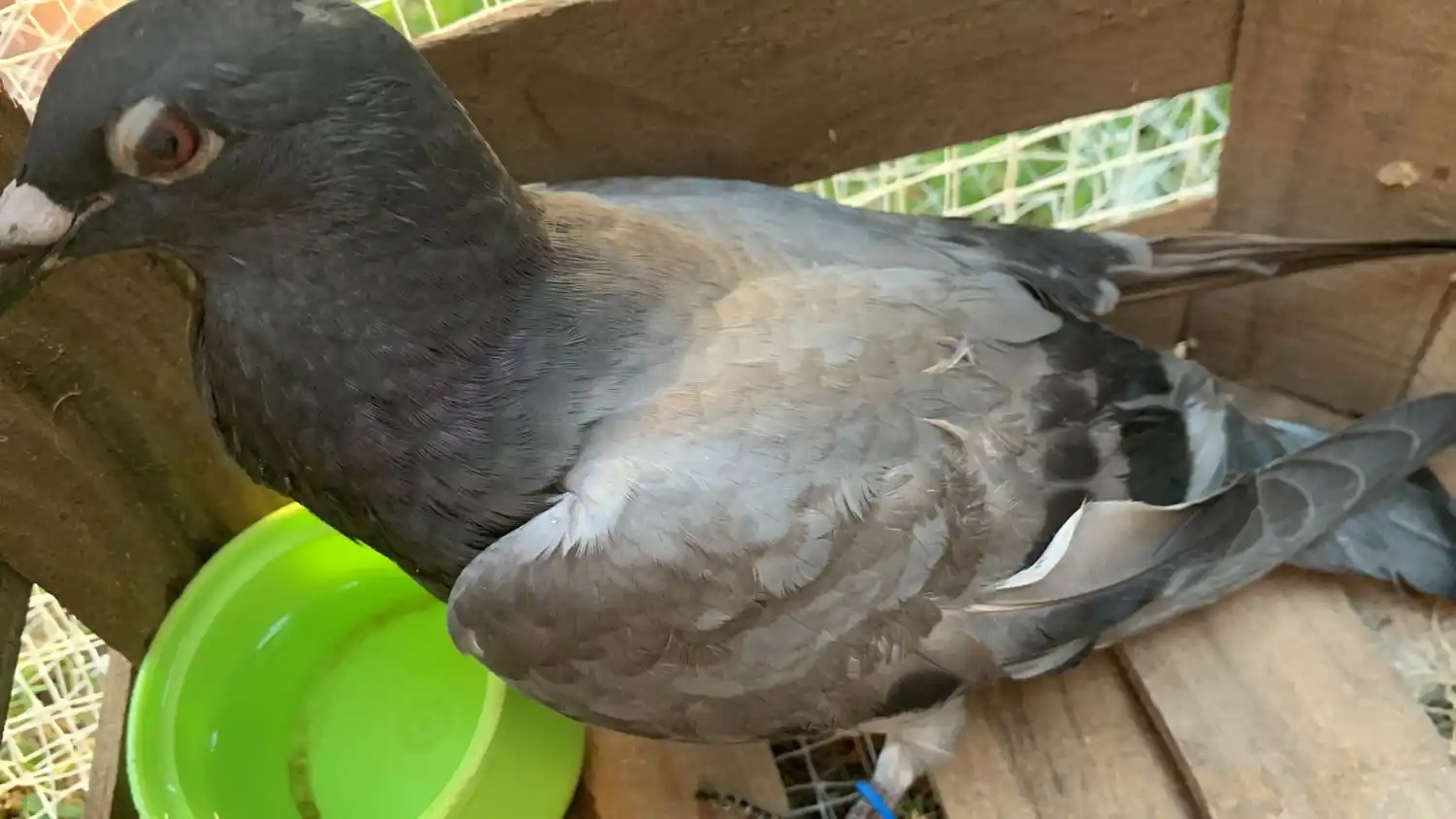 Se encontró una paloma mensajera