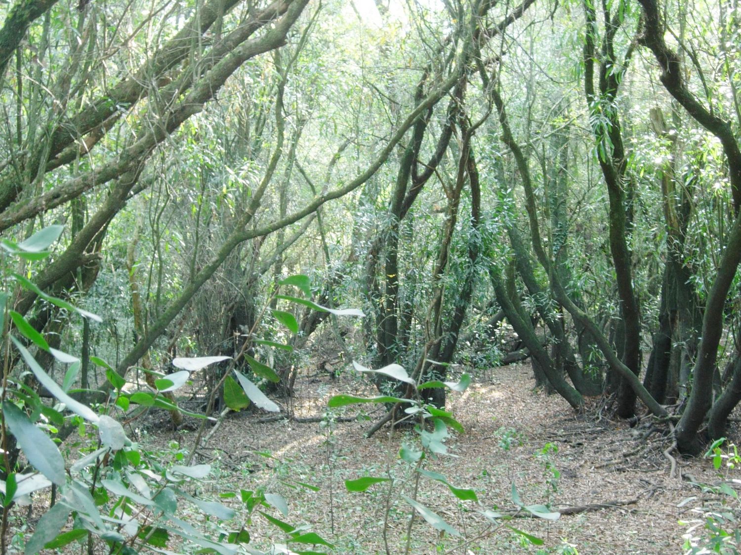 El Jardín Botánico de Concordia – Una oportunidad privilegiada