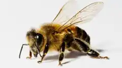 Coronavirus: Abejas detectan en segundos a infectados 