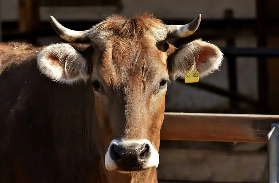 Producción de carne con huella de carbono cero: una revolución ganadera en Argentina