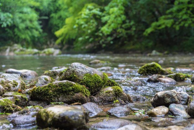 La naturaleza