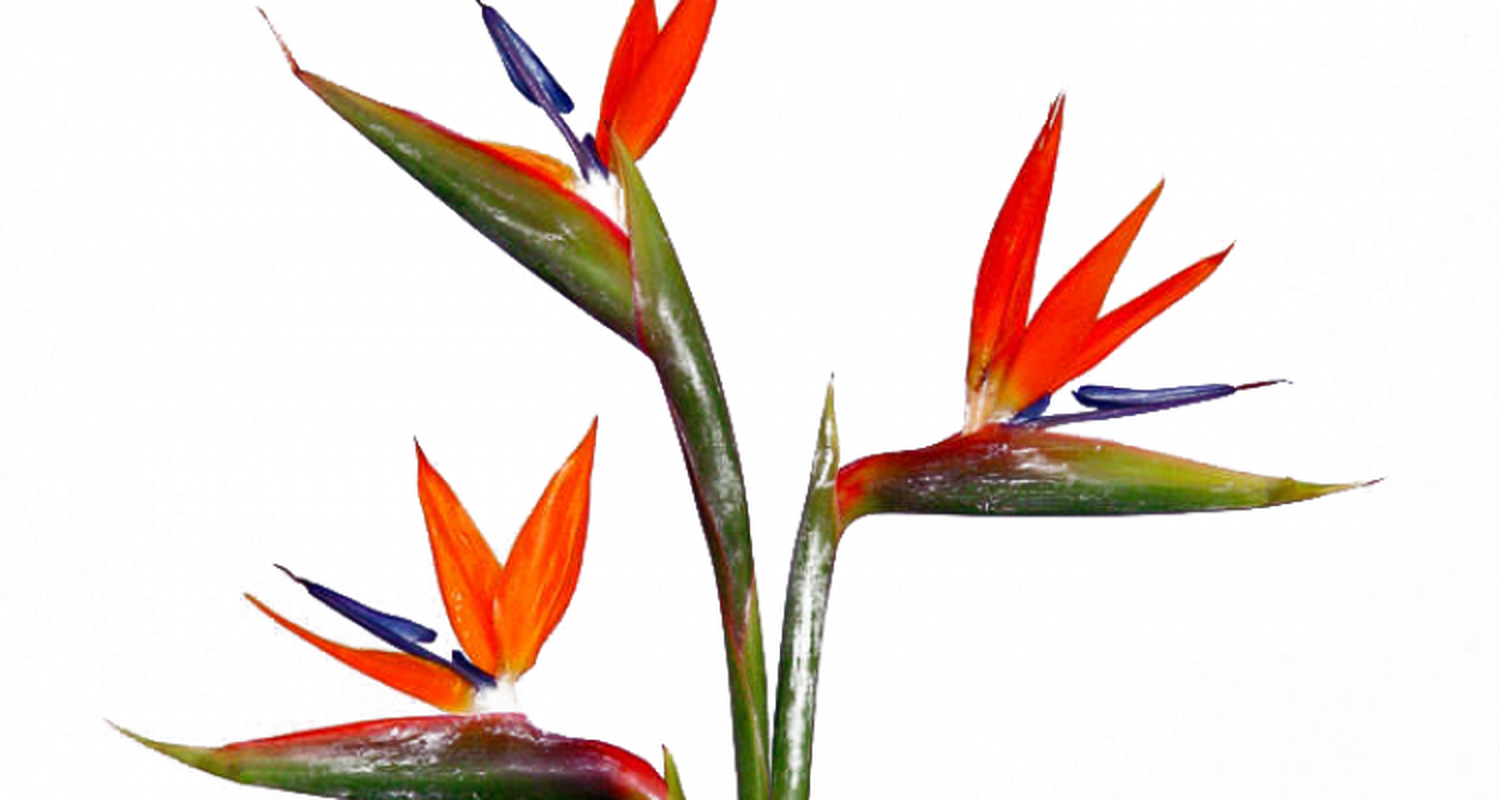 Flor de pajarito