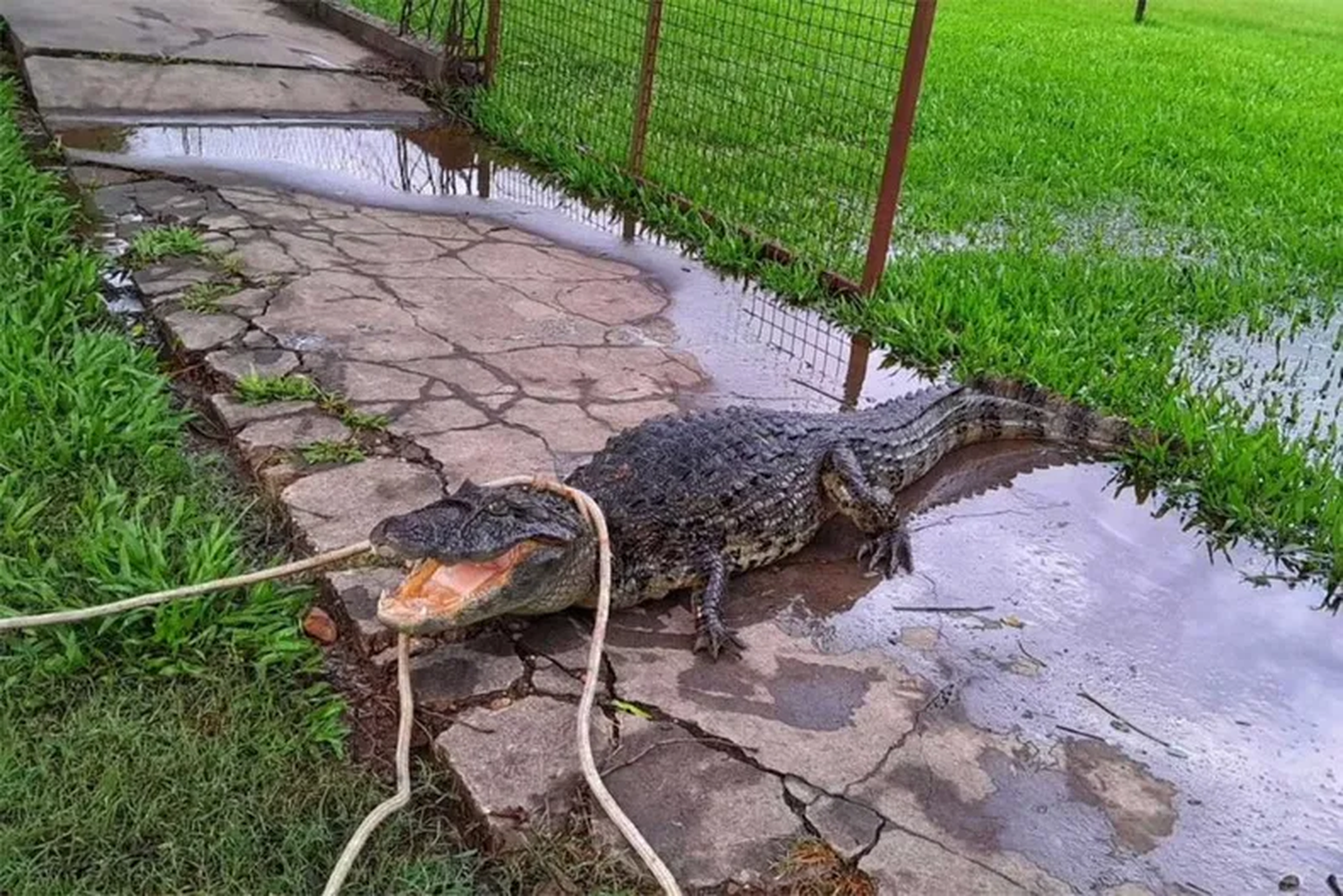 Encontraron un yacaré en una escuela entrerriana