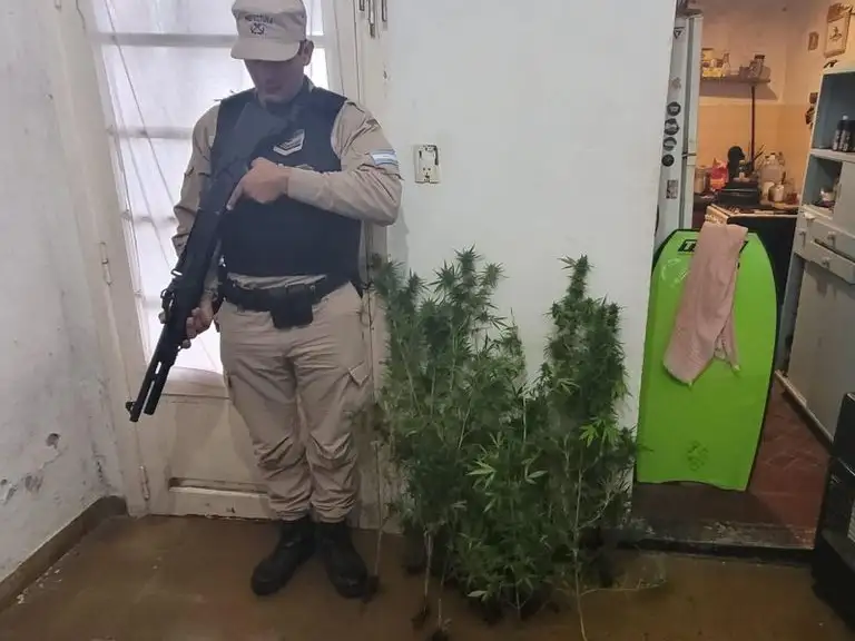 plantas
