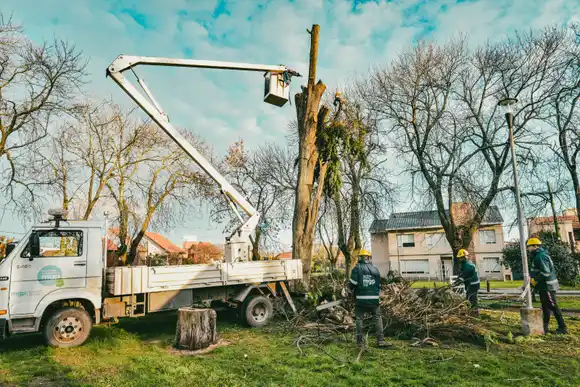 Retiraron cinco árboles con posibilidad de caída del Parque Primavesi