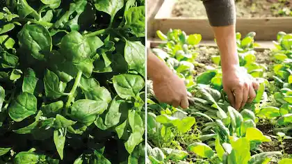 Qué sembrar en otoño para cosechar antes de fin de año: las especies que mejor aprovechan el clima fresco