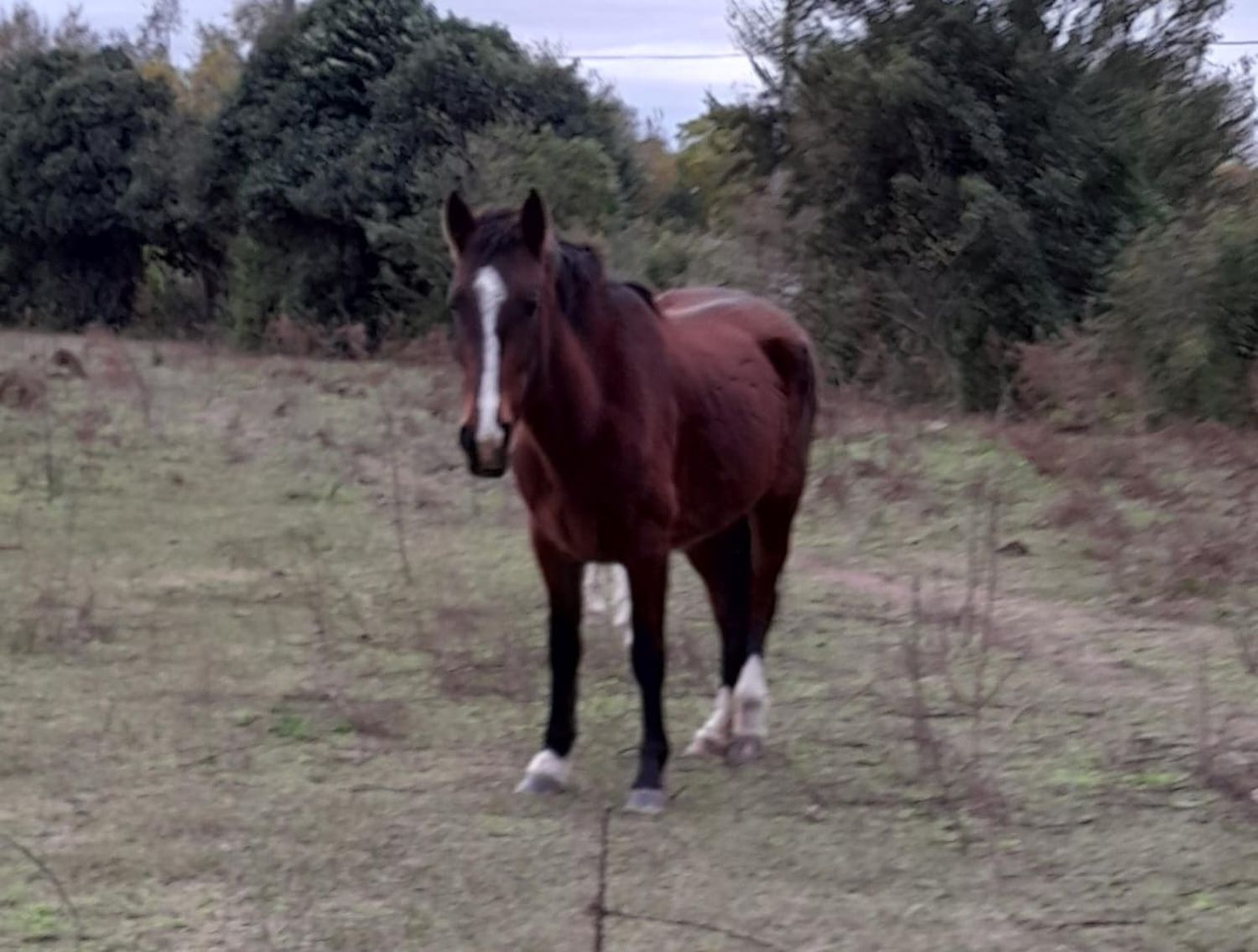 Caballo extraviado: se perdió por la zona del Club Los Andes