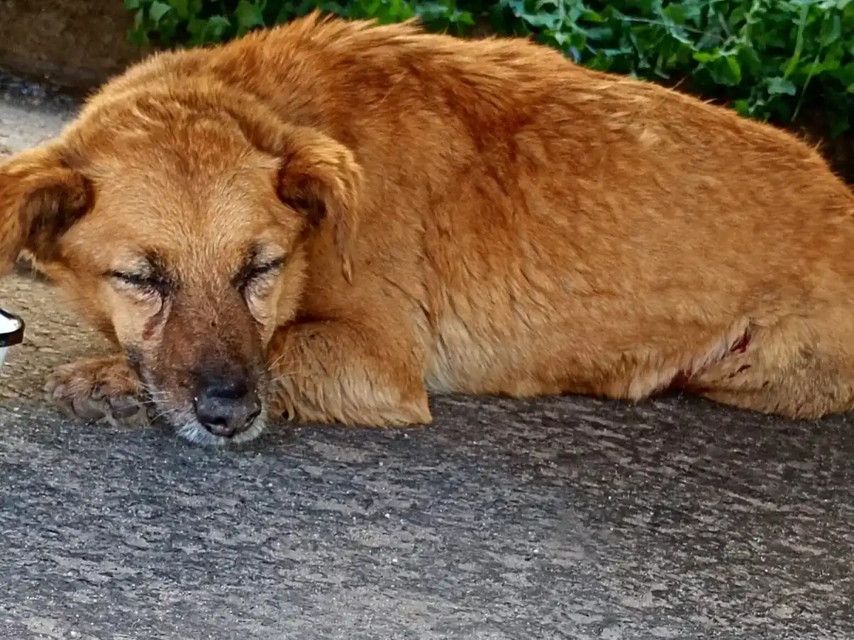 Buscan a la familia de esta pequeña