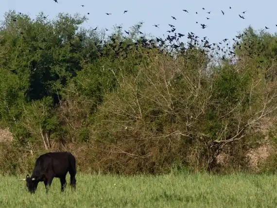 Enrique Carbó tendrá su primera reserva natural con producción sustentable
