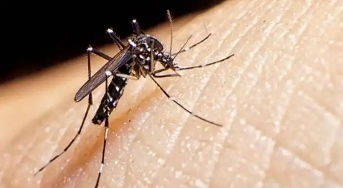 Detectaron siete casos nuevos de dengue en Gualeguaychú