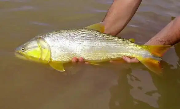 UNL y Conicet identifican una nueva variedad de dorado