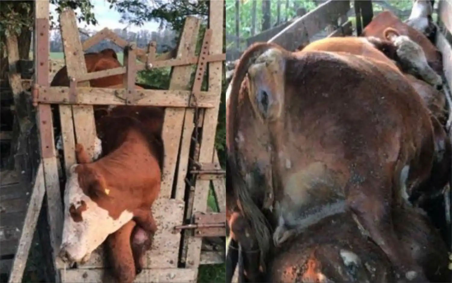 Capitán Sarmiento: En plena cuarentena, entraron a robar a un campo y 13 animales terminaron aplastados