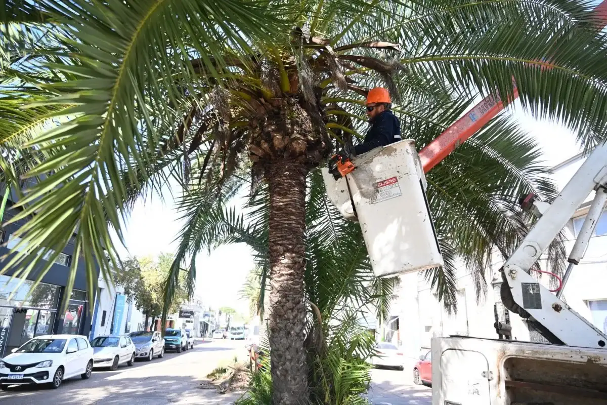 Podan y colocan sensores en las palmeras de Rocamora y Primera Junta para detectar ataques del picudo rojo