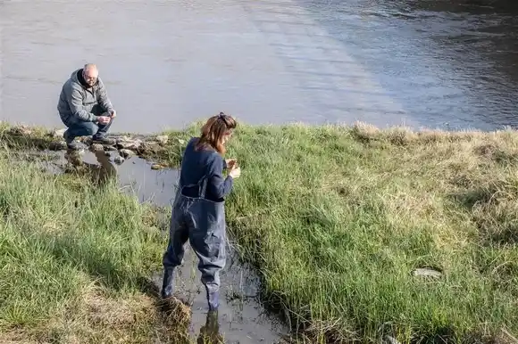 Junín intensifica el operativo para controlar al barigüí, la mosca que muerde