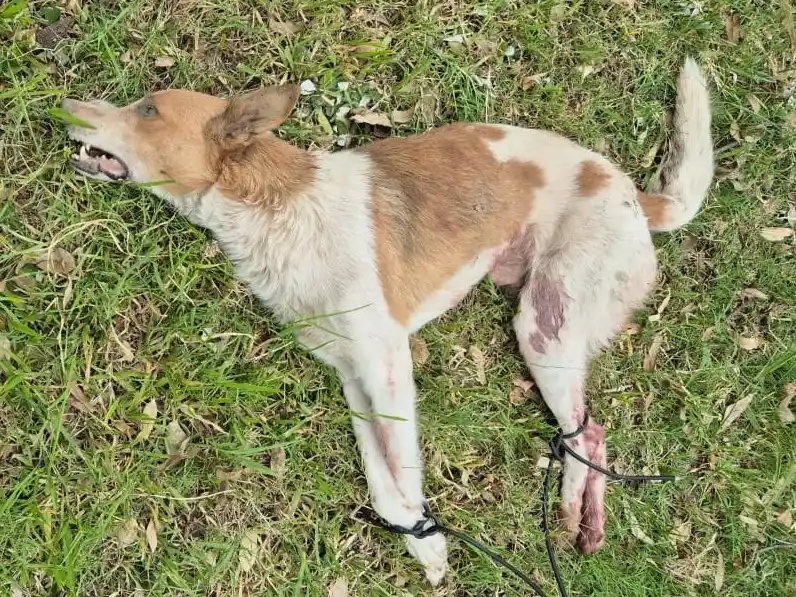 Maltrato animal  en la Costanera