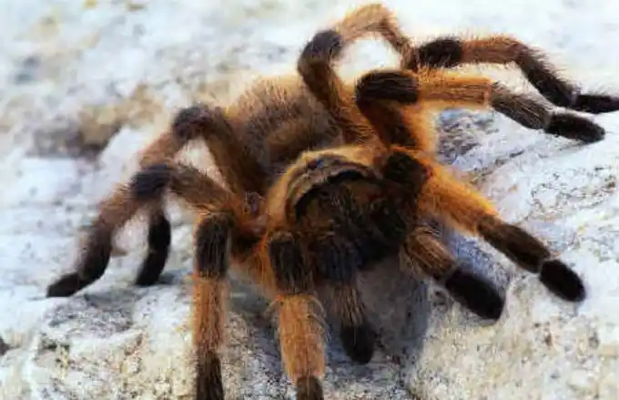 Lo picó una tarántula y está en grave estado