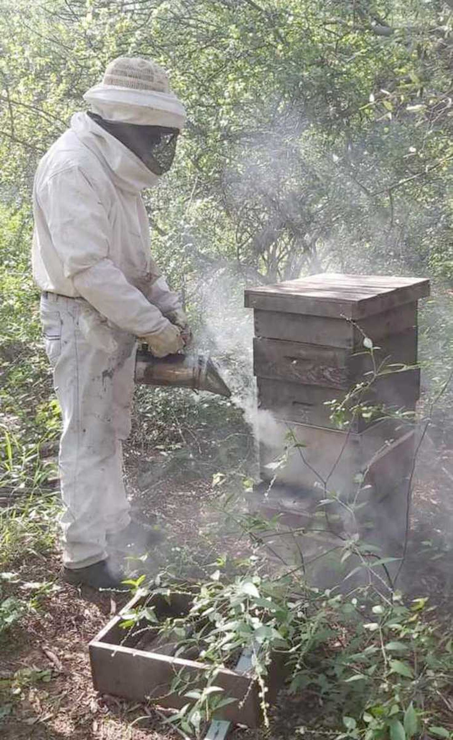 La apicultura local cierra un año positivo