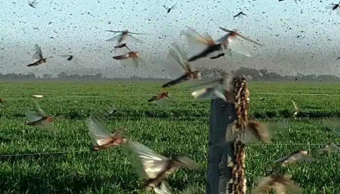 El clima frenó el  avance de las langostas