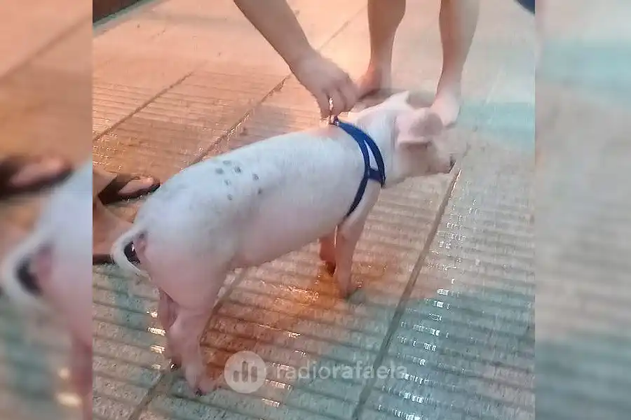 La historia detrás del cerdito que atraparon corriendo por las calles rafaelinas