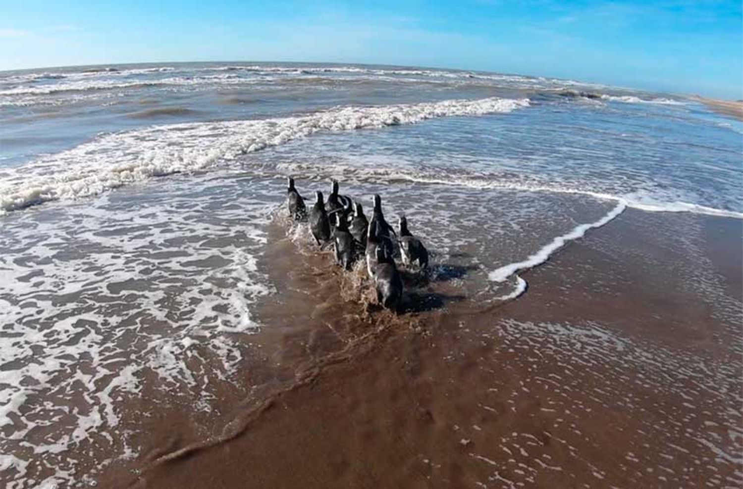 10 pingüinos fueron devueltos al mar tras su recuperación