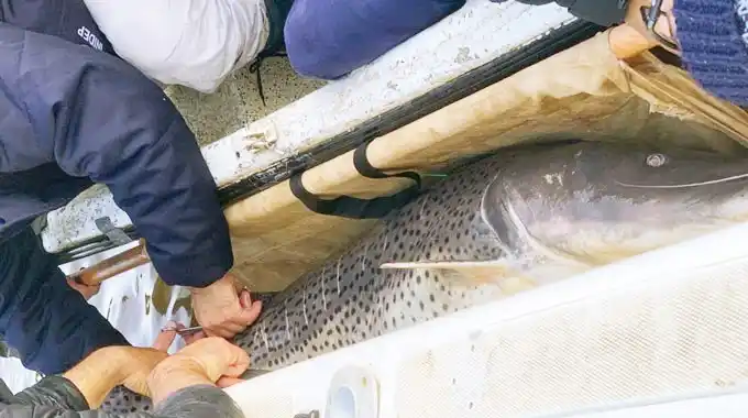 CARU advierte sobre la importancia de respetar la talla mínima