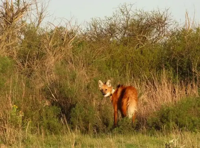 Liberan en Entre Ríos a un aguará guazú rescatado en Gualeguay