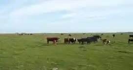 Habrá más carne, a la espera de que crezca la demanda