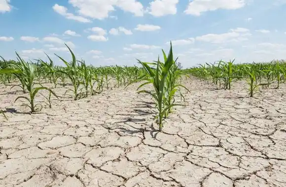 El campo espera que esta semana se declare  la emergencia agropecuaria