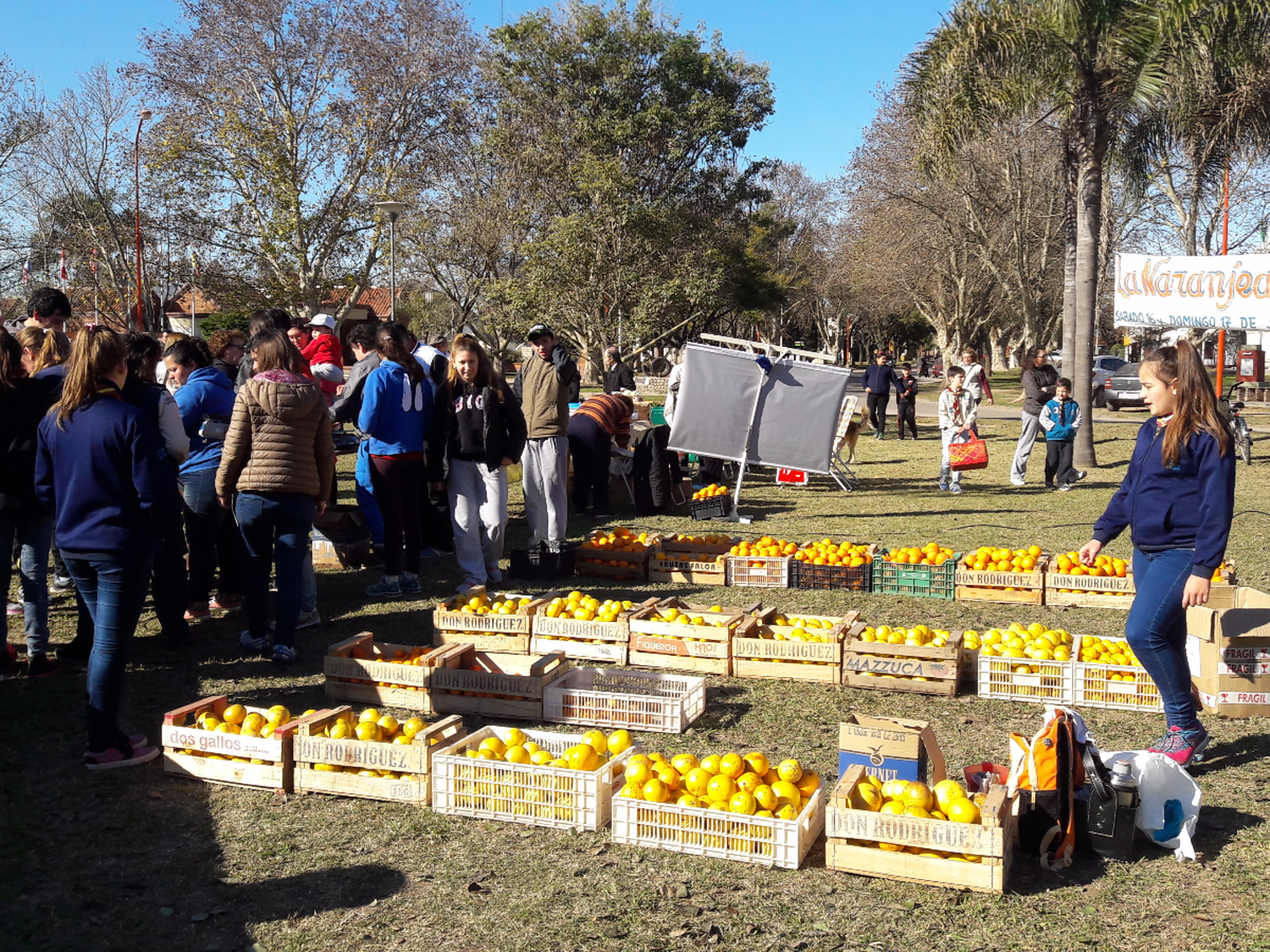 Jóvenes de Brinkmann recolectan frutas para elaborar dulces a los abuelos