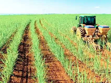 Estiman una caída en la superficie sembrada para la campaña 2025/26