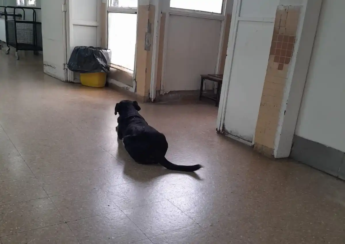 Volvieron los perros pero el piso se ve mucho más limpio que antes.