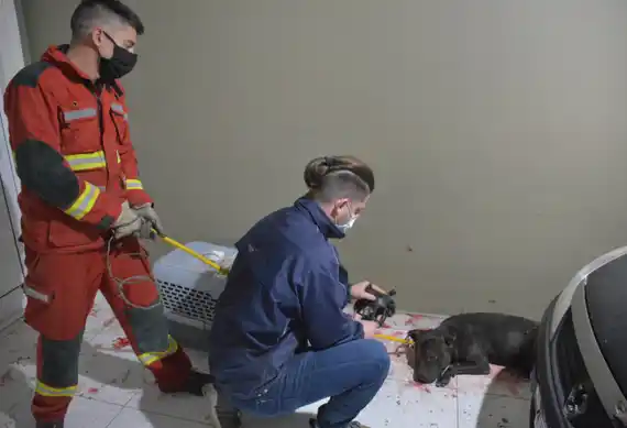 En medio de distintas versiones, convocarán a una reunión a la dueña del pitbull