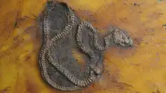 Encuentran el fósil de la pitón más antigua del mundo