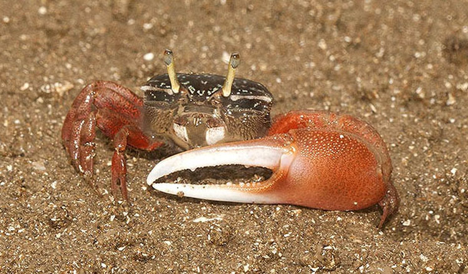 Cangrejos de una sola pinza en la costa del río Quequén