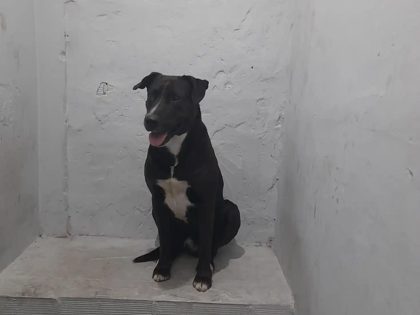 El perro se encuentra en la Comisaría 2da a la espera de adopción responsable o algún hogar que pueda darle contención.