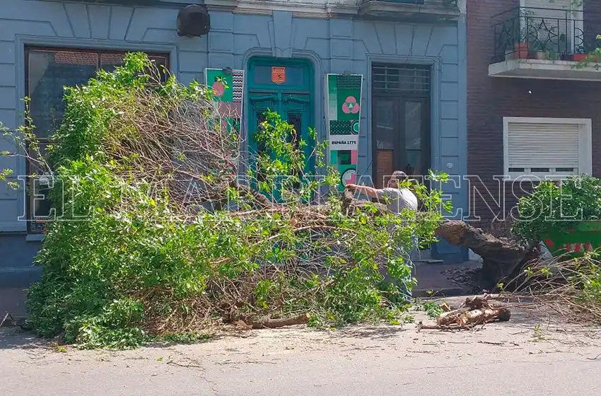 Se llevaron "puesto" un árbol en el centro