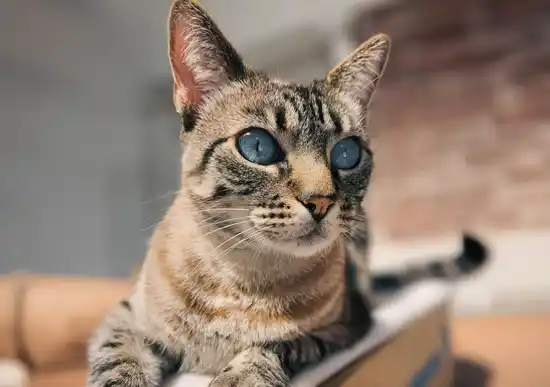 Se renueva el calendario de quirófanos móviles para castración de animales