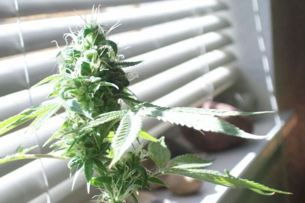 Robó una planta de marihuana de una casa y lo asesinan de un tiro
